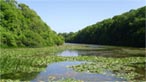 Bosheston lily ponds by Jon Scott