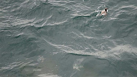 guillemots.jpg