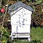 Bees under the apple tree...