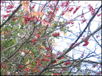 Red berries