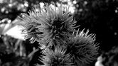 Black and white...