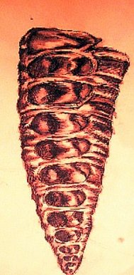 Shell