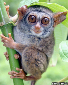 Tarsius