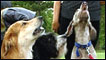 Cães em Finsbury Park