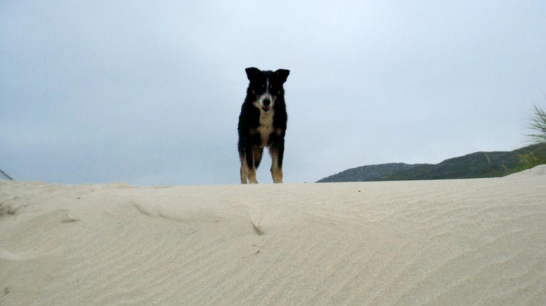 Cù air an tràigh