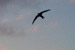 Swift, copyrght Northern Ireland Environment Agency