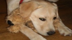 William the dog