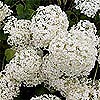 Hydrangea