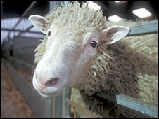 sheep.jpg