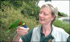 Rainbow Lorikeets