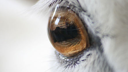 Sheep's eye