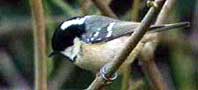 Coal Tit