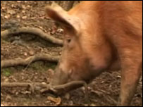 Wild Pig