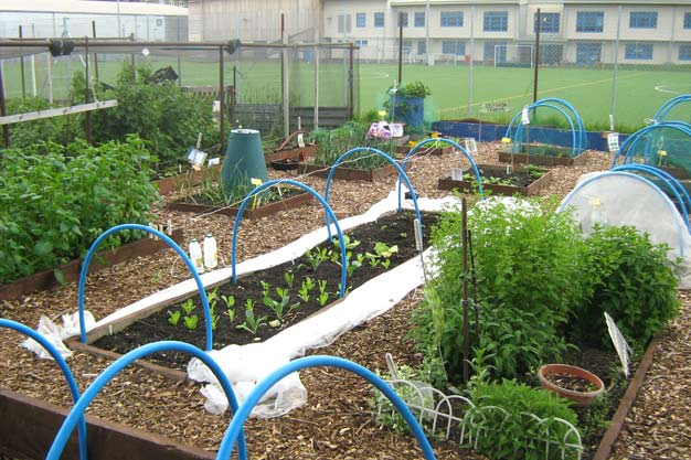 Our allotment