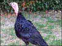 turkey_203b.jpg