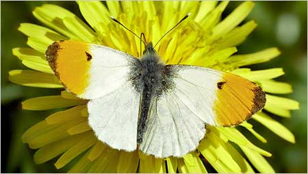Orange Tip c/o Jaybee and NE Wildlife