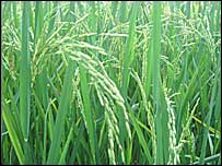 Crop of paddy