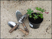 Trowels and plant in pot
