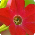 Nicotiana