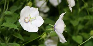campanula_jenny_300x150.jpg