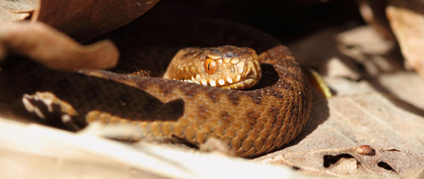 snake1_595.jpg