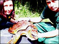Turtle
