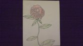 A Beautiful Rose...
