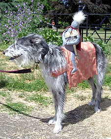 dog_knight.jpg