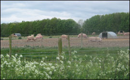 Pigs