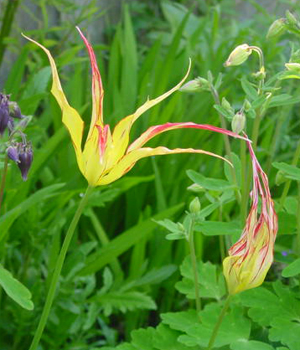 Tulipa 'acuminata'