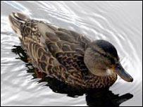 Duck