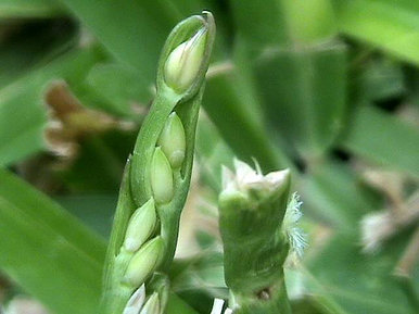 Weeds in the grass