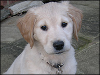 Darcy the puppy
