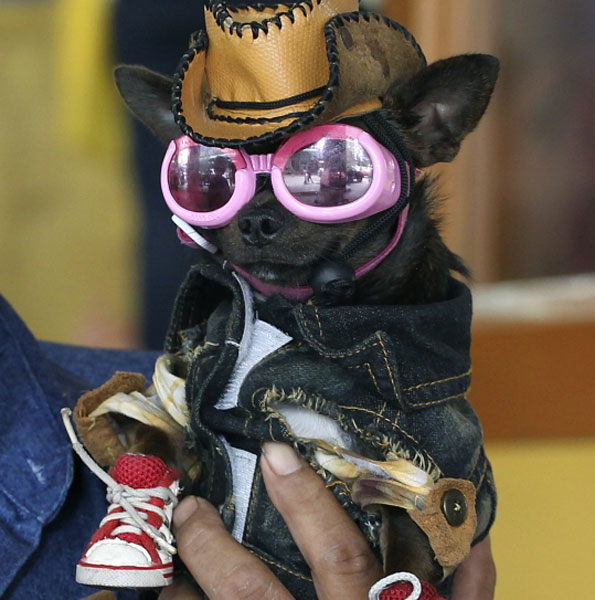 Dog in clothes
