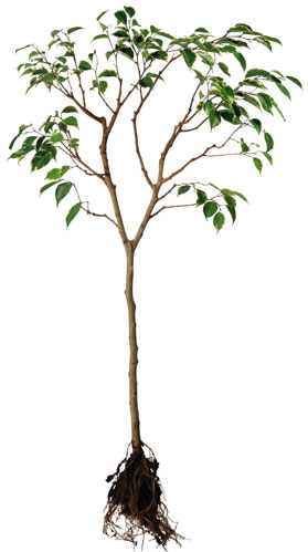 ficus with roots