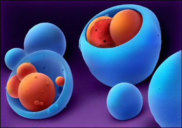 Micropartícula (Foto: Annie Cavanagh/Wellcome Image Awards 2009)