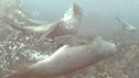 Seals