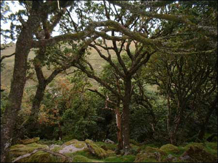 Wistmans wood