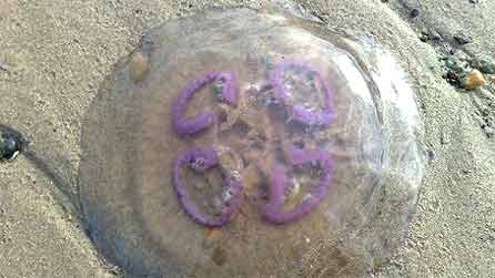 jellyfish.jpg