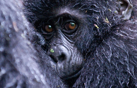 Gorilla baby