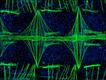 Foto: Jonas King/Nikon Small World