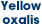 Yellow oxalis
