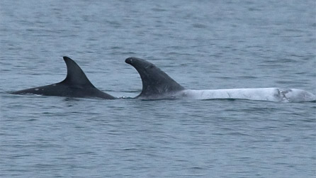 rissos_dolphin1_seatrust.jpg