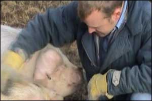Man with his pigs