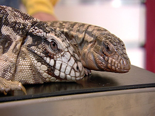 lizard.jpg