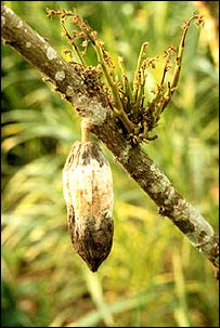 Planta de cacau