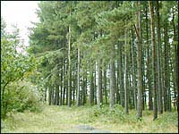 Paddock Mound