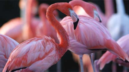 flamingo.jpg