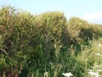 Hedgerow