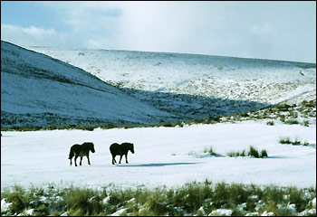 Exmoor